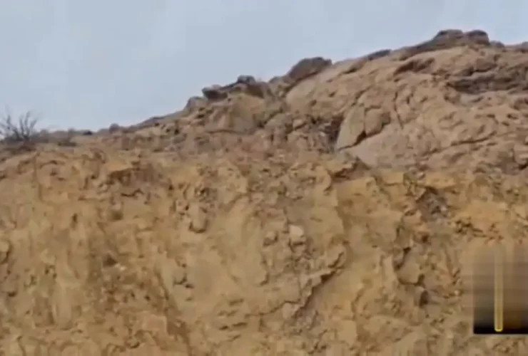 یوزپلنگ آسیایی «هیوا» در پارک ملی توران مشاهده شد 3 یوزپلنگ آسیایی «هیوا» در پارک ملی توران مشاهده شد