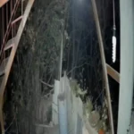 یک خرس وارد خانه ای در خطیرکوه استان سمنان شد