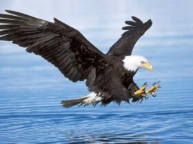 یک عقاب کچل در پس زمینه یک بازی گلف یک غاز را شکار کرد