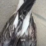 یک مرغ دریایی مجهز به دستگاه ردیاب چینی در نزدیکی پایگاه نیروی دریایی هند کشف شد