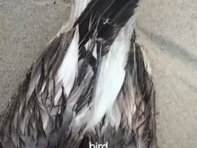 یک مرغ دریایی مجهز به دستگاه ردیاب چینی در نزدیکی پایگاه نیروی دریایی هند کشف شد 8 یک مرغ دریایی مجهز به دستگاه ردیاب چینی در نزدیکی پایگاه نیروی دریایی هند کشف شد