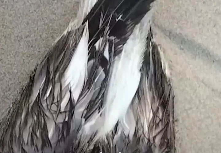 یک مرغ دریایی مجهز به دستگاه ردیاب چینی در نزدیکی پایگاه نیروی دریایی هند کشف شد