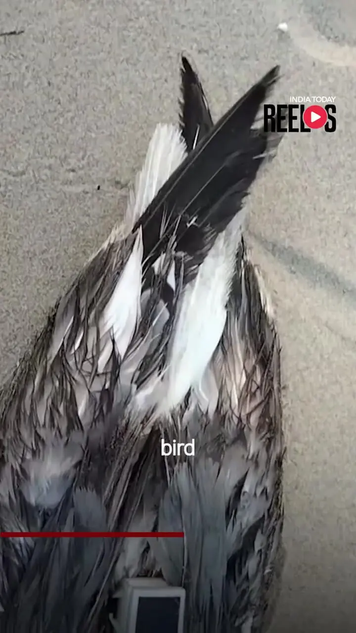 یک مرغ دریایی مجهز به دستگاه ردیاب چینی در نزدیکی پایگاه نیروی دریایی هند کشف شد 1 یک مرغ دریایی مجهز به دستگاه ردیاب چینی در نزدیکی پایگاه نیروی دریایی هند کشف شد