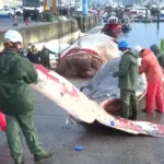 یک نهنگ مرده 21 متری در سواحل اسپانیا سرازیر شد