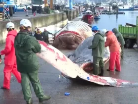 یک نهنگ مرده 21 متری در سواحل اسپانیا سرازیر شد