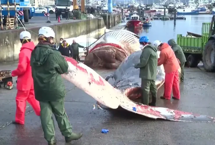 یک نهنگ مرده 21 متری در سواحل اسپانیا سرازیر شد 16 یک نهنگ مرده 21 متری در سواحل اسپانیا سرازیر شد