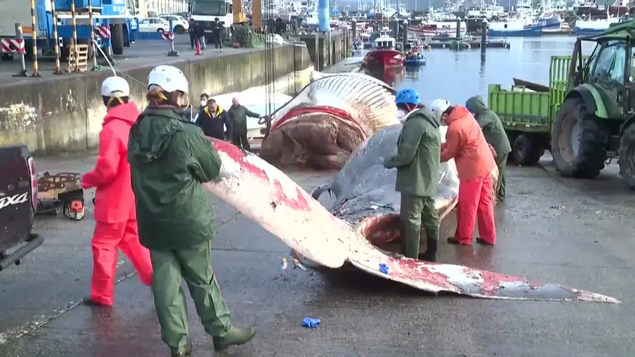 یک نهنگ مرده 21 متری در سواحل اسپانیا سرازیر شد