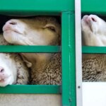 قیمت دام زنده/گوسفند در تهران امروز شنبه 22 دی ماه 1404 چقدر است؟