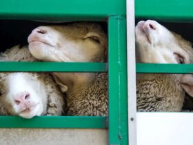 قیمت دام زنده/گوسفند در تهران امروز شنبه 22 دی ماه 1404 چقدر است؟ 15 قیمت دام زنده/گوسفند در تهران امروز شنبه 22 دی ماه 1404 چقدر است؟