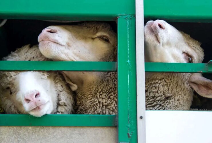 قیمت دام زنده/گوسفند در تهران امروز شنبه 22 دی ماه 1404 چقدر است؟