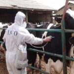 مصرف 8.6 میلیون دوز واکسن جدید وارداتی برای کنترل بیماری تب برفکی