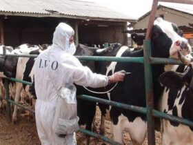 مصرف 8.6 میلیون دوز واکسن جدید وارداتی برای کنترل بیماری تب برفکی 15 مصرف 8.6 میلیون دوز واکسن جدید وارداتی برای کنترل بیماری تب برفکی