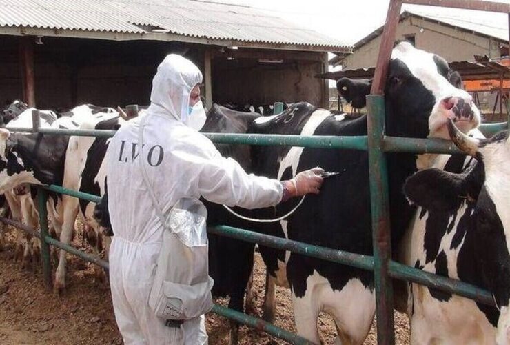 مصرف 8.6 میلیون دوز واکسن جدید وارداتی برای کنترل بیماری تب برفکی 3 مصرف 8.6 میلیون دوز واکسن جدید وارداتی برای کنترل بیماری تب برفکی