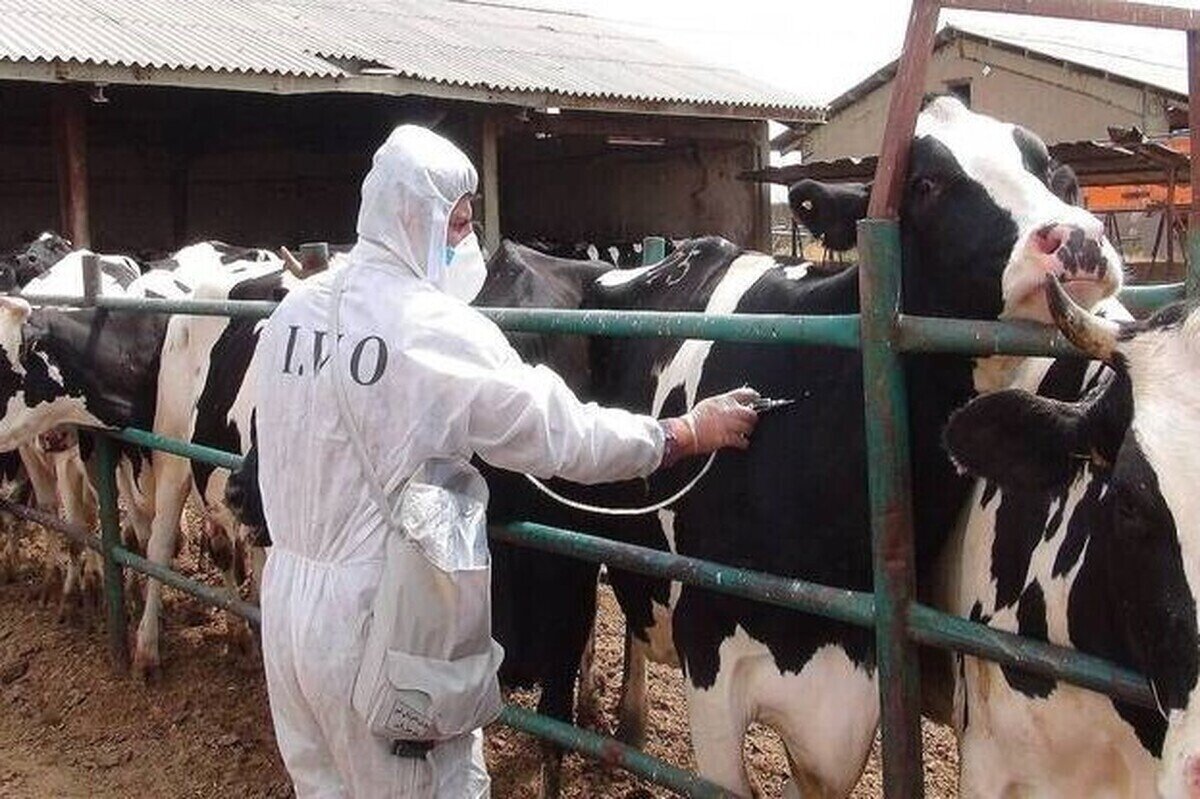 مصرف 8.6 میلیون دوز واکسن جدید وارداتی برای کنترل بیماری تب برفکی