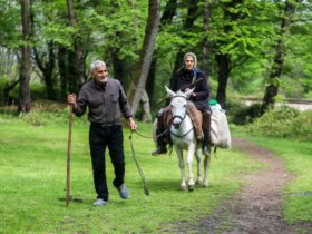تصاویر; دامپروری سنتی گالش منزل