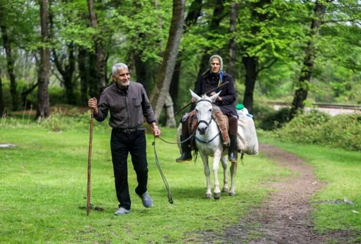 تصاویر; دامپروری سنتی گالش منزل