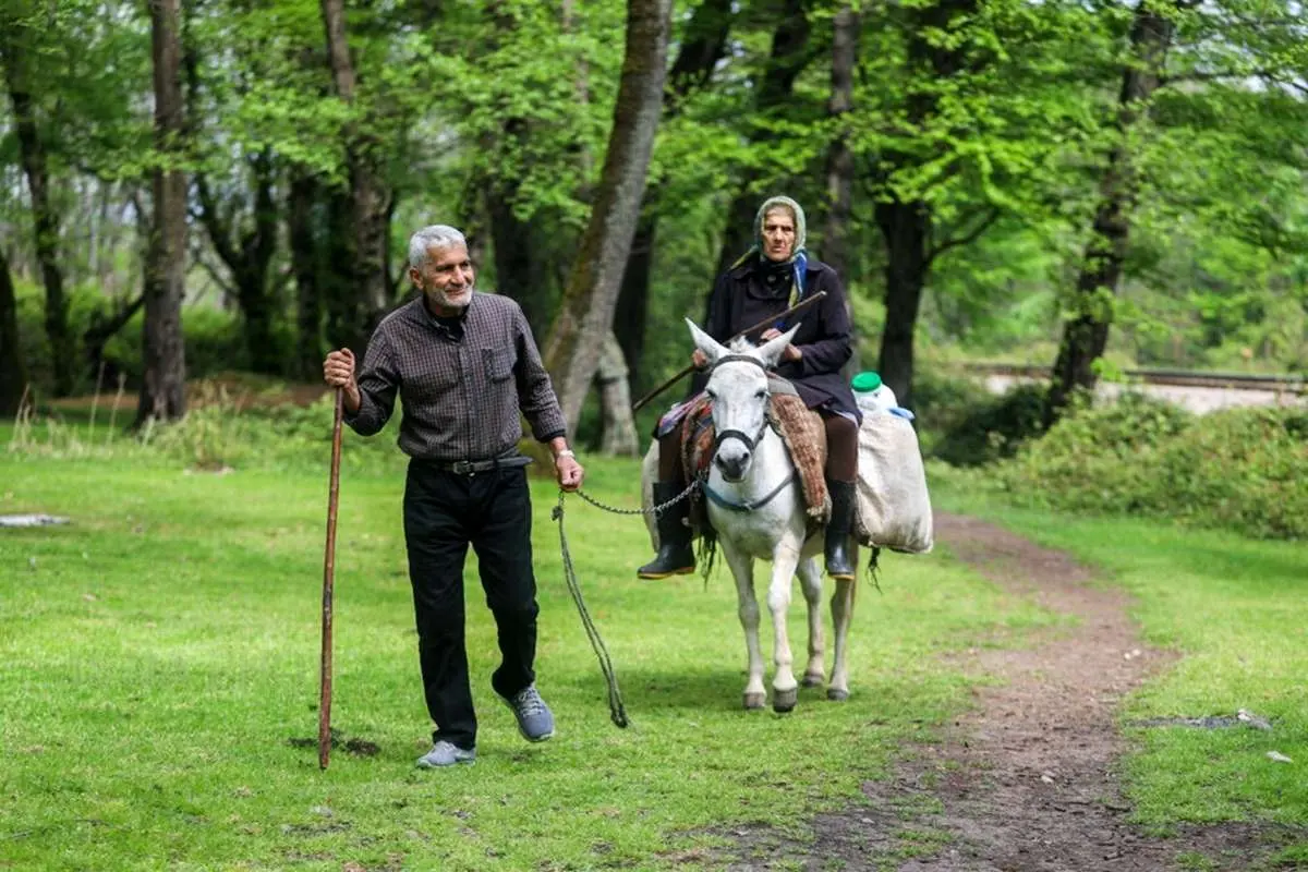 تصاویر; دامپروری سنتی گالش منزل