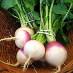 بررسی خواص شلغم از نظر طب سنتی ایران