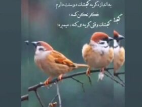 داستان احساسی مرجانه گلچین برای کشور و شهروندانش 8 IMG_20260106_231641_563_11zon