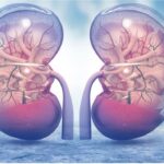 عملکرد کلیه ها در بدن چیست؟ | خون رسانی زیاد به کلیه ها