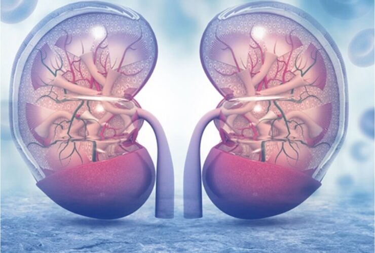 عملکرد کلیه ها در بدن چیست؟ | خون رسانی زیاد به کلیه ها 9 عملکرد کلیه ها در بدن چیست؟ | خون رسانی زیاد به کلیه ها