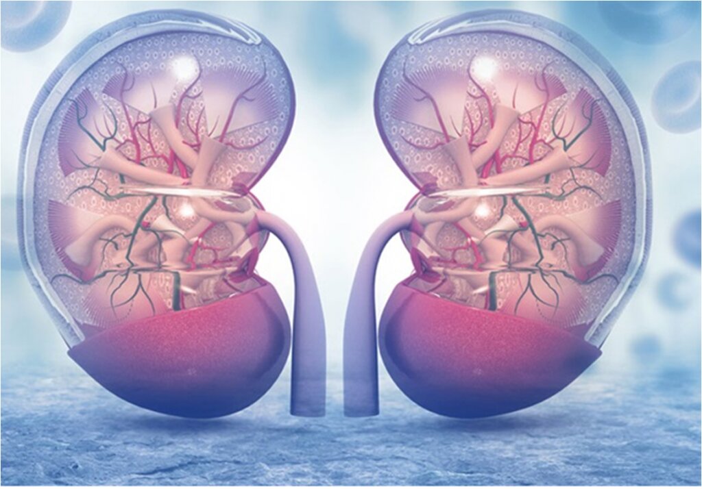 عملکرد کلیه ها در بدن چیست؟ | خون رسانی زیاد به کلیه ها 1 عملکرد کلیه ها در بدن چیست؟ | خون رسانی زیاد به کلیه ها