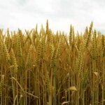 پزشکان: قیمت خرید گندم غیر منطقی است و به زودی اصلاح خواهد شد