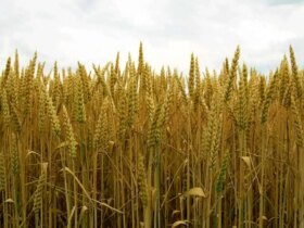 پزشکان: قیمت خرید گندم غیر منطقی است و به زودی اصلاح خواهد شد