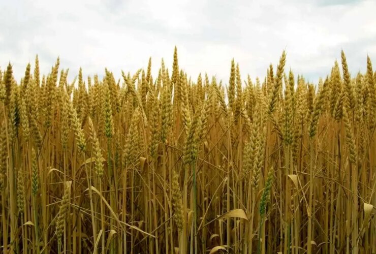 پزشکان: قیمت خرید گندم غیر منطقی است و به زودی اصلاح خواهد شد