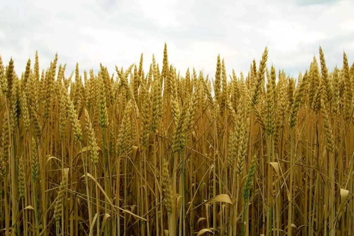 پزشکان: قیمت خرید گندم غیر منطقی است و به زودی اصلاح خواهد شد 1 پزشکان: قیمت خرید گندم غیر منطقی است و به زودی اصلاح خواهد شد