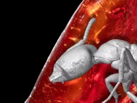 کشف شگفت انگیز مورچه 40 میلیون ساله در کهربا گوته 8 مورچه