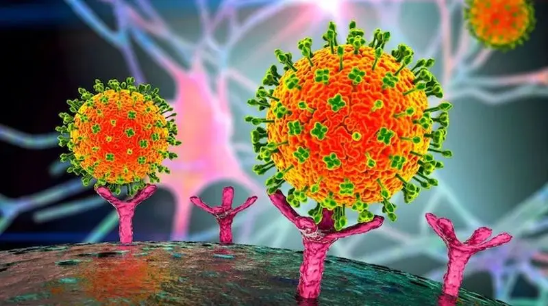 همه چیز درباره ویروس خطرناک نیپا 1 ویروس نیپا