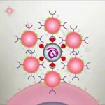 اسفنجی که خونریزی را متوقف می کند!