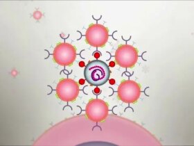 اسفنجی که خونریزی را متوقف می کند! 9 اسفنجی که خونریزی را متوقف می کند!