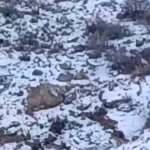 بازگشت پلنگ به فیروزکوه