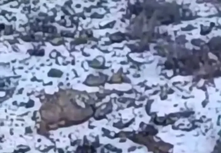 بازگشت پلنگ به فیروزکوه