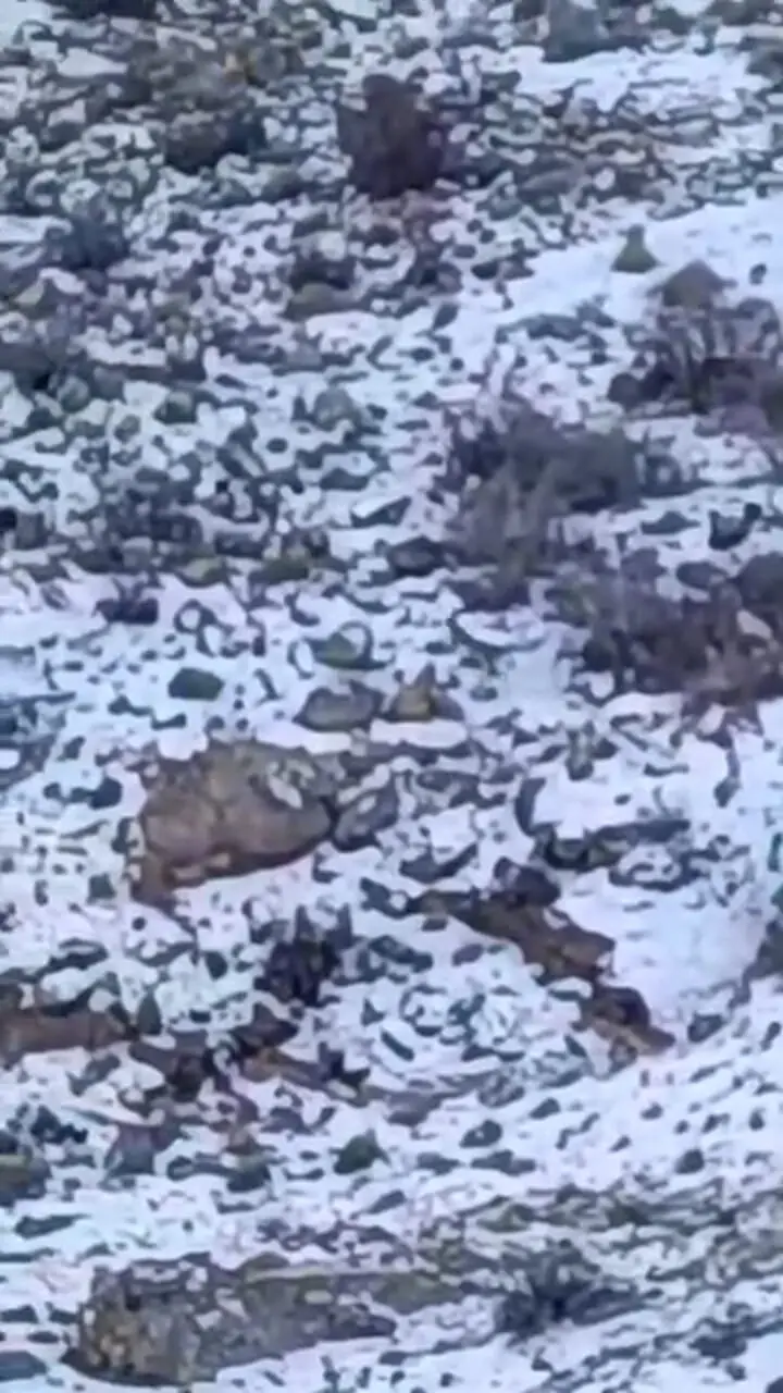 بازگشت پلنگ به فیروزکوه