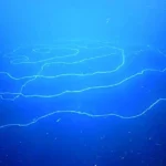 بلندترین موجود روی سیاره در اعماق اقیانوس