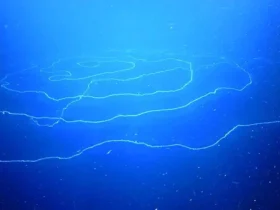 بلندترین موجود روی سیاره در اعماق اقیانوس