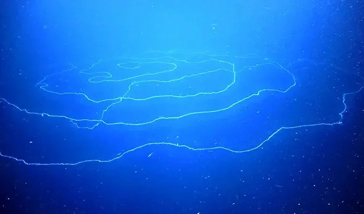 بلندترین موجود روی سیاره در اعماق اقیانوس