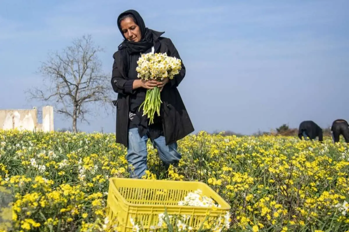 تصاویر; برداشت نرگس در ساری
