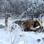 تصاویر; صحنه هایی از خط مقدم یخ زده جنگ اوکراین