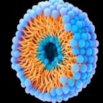 حباب ها به حمله سرطان کمک می کنند و آن را متوقف می کنند!