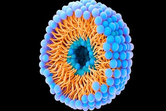 حباب ها به حمله سرطان کمک می کنند و آن را متوقف می کنند! 1 حباب ها به حمله سرطان کمک می کنند و آن را متوقف می کنند!