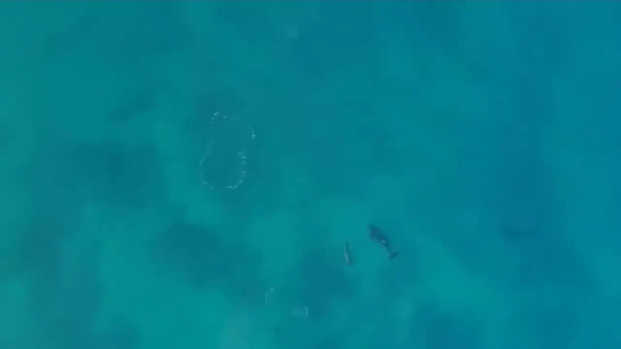 حتی شکارچیان برتر اقیانوس هم از نهنگ های قاتل می ترسند! 1 حتی شکارچیان برتر اقیانوس هم از نهنگ های قاتل می ترسند!