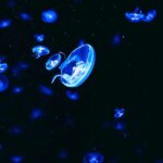 شباهت جالب بین پری دریایی و روال خواب انسان