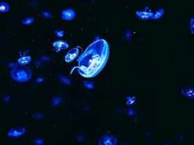 شباهت جالب بین پری دریایی و روال خواب انسان