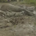 عملیات نفس گیر برای نجات یک فیل گیر کرده در گل