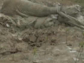 عملیات نفس گیر برای نجات یک فیل گیر کرده در گل