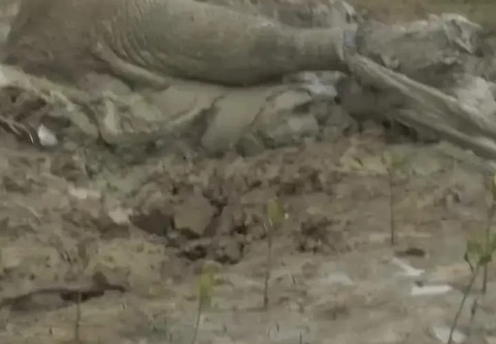 عملیات نفس گیر برای نجات یک فیل گیر کرده در گل